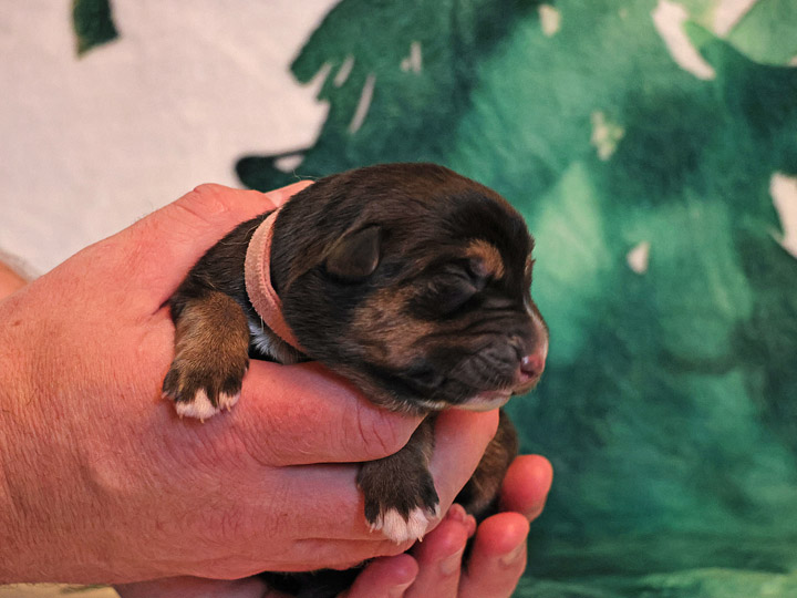 chinook puppy
